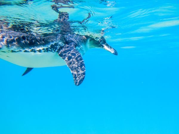 Galapagos Penguin