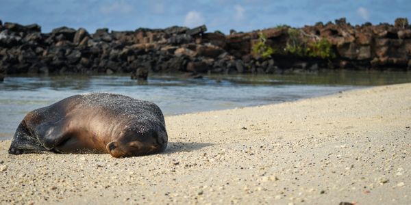 Sleeping Sea Lion