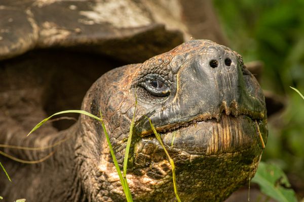 Galapagos Tortoise in the Morning