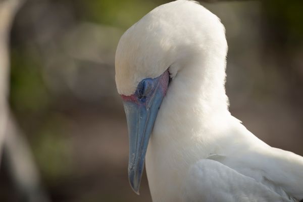 Sleeping Booby