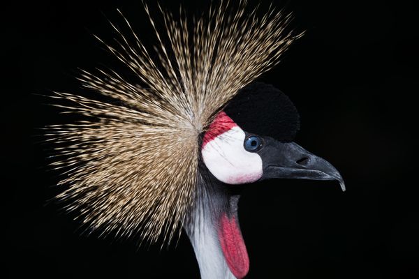 Crowned Crane Portrait