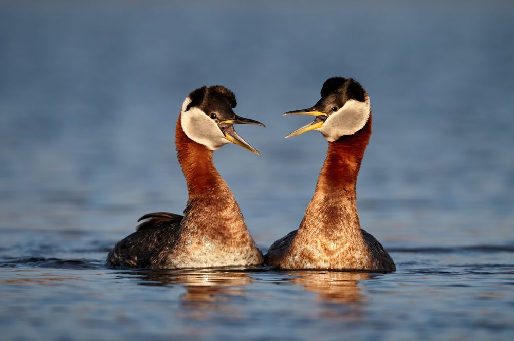Territorial dispute