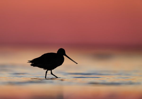 Marbled Godwit in pretty pink