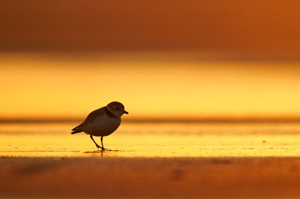 Endangered Piping Plover in the morning light