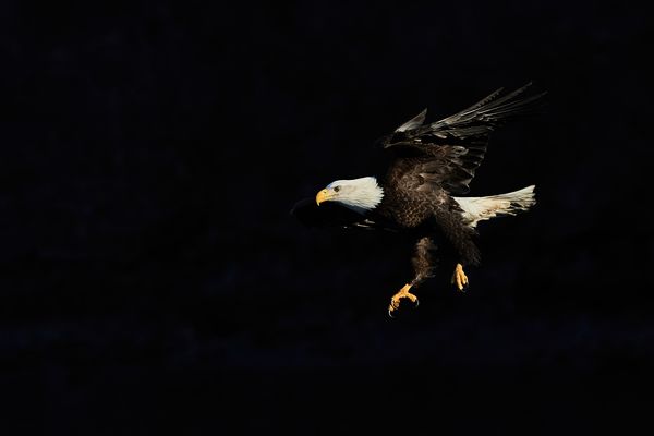 Bald eagle in spotlight
