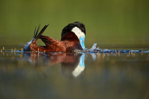 Ruddy duck performing comical bubble display
