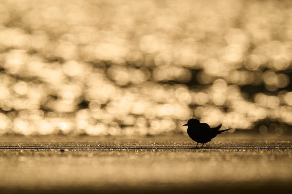 Least Tern in the field of gold