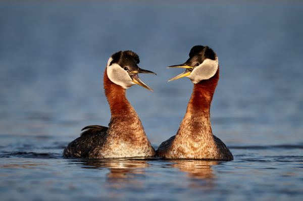 Territorial dispute