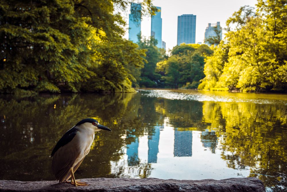 Central Park Heron