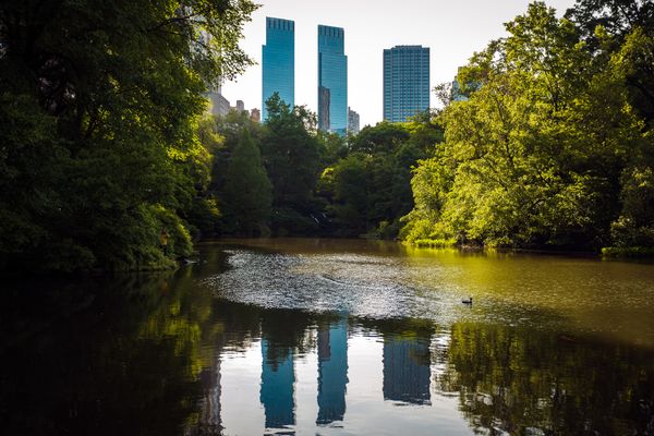 New York from Central Park
