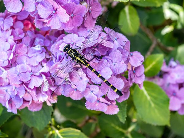 Japanese great clubtail dragonhunter dragonfly on pink hydrangeas