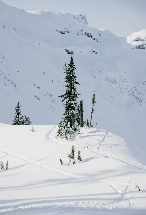Fir Tree & Table Mountain, Mount Baker