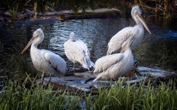 Dalmatian Pelicans Calgary Zoo Alberta