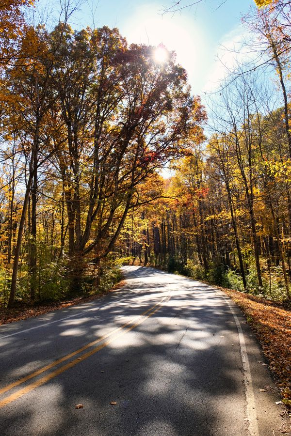 Indiana Autumn