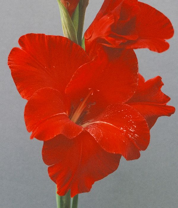 Gladioli 'Oscar'