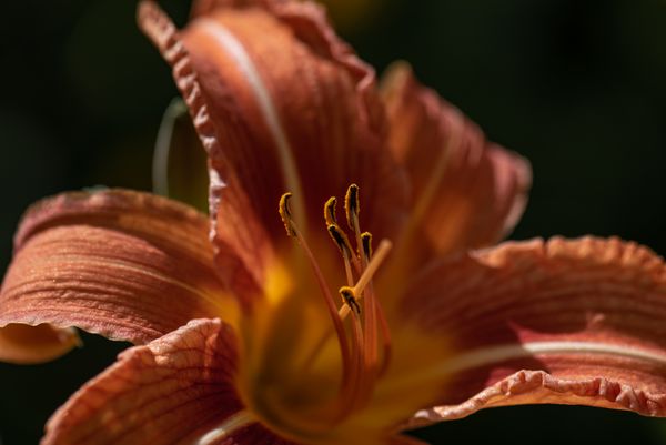 Sunrise Flower
