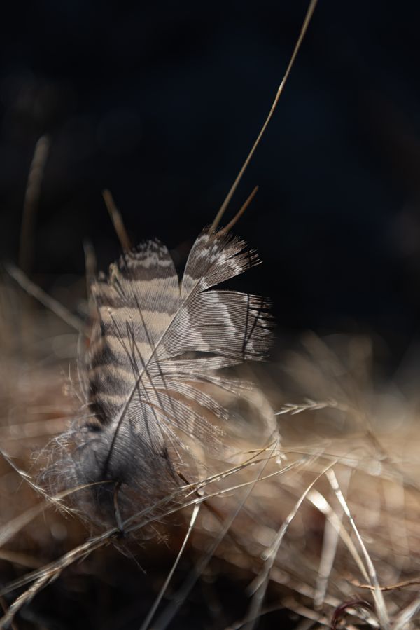 Gentle Feather