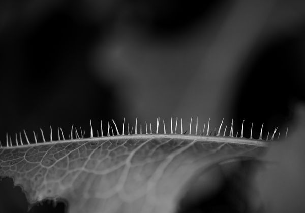 A Spiky Tale