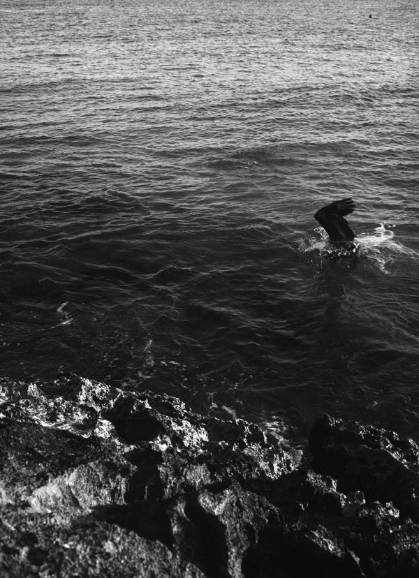 The Pelican - On Film