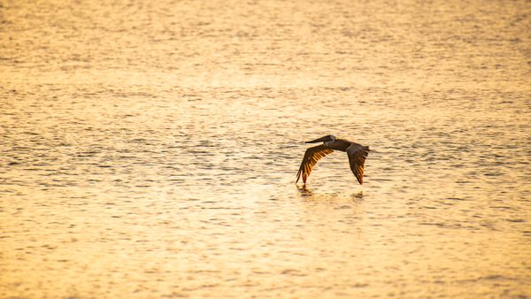 Golden Pelican