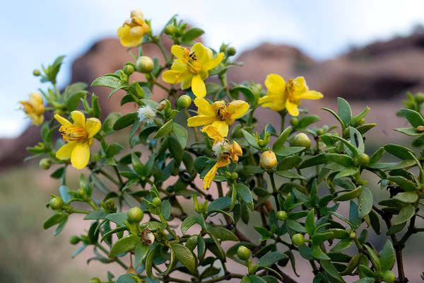 January Flowers