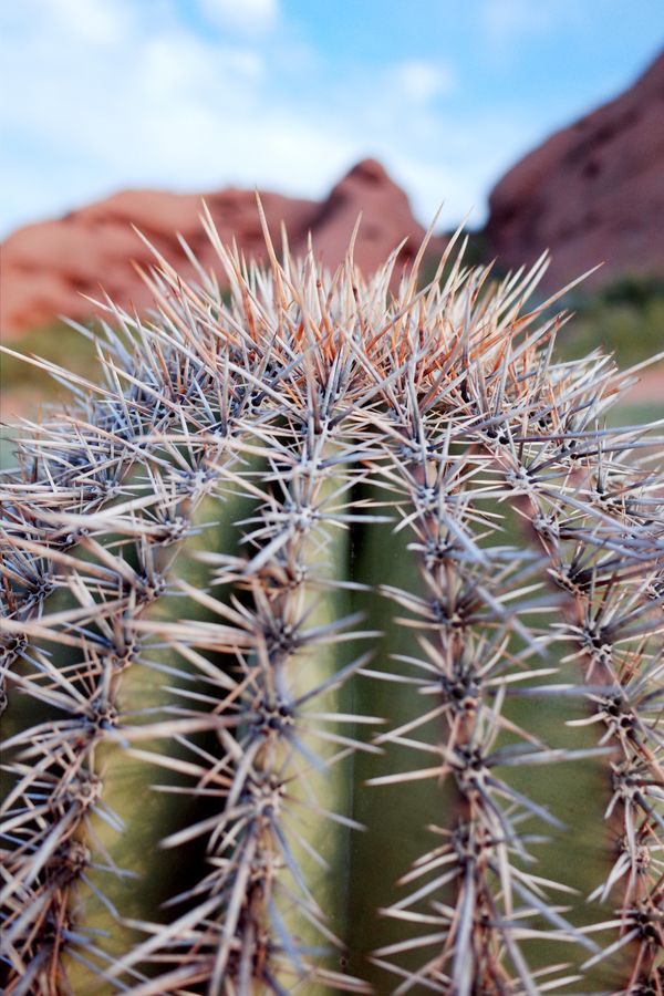 Winter Cactus