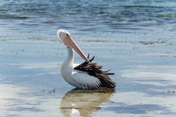 Pelican on the shore of Emu Bay, Kangaroo Island, South Australia