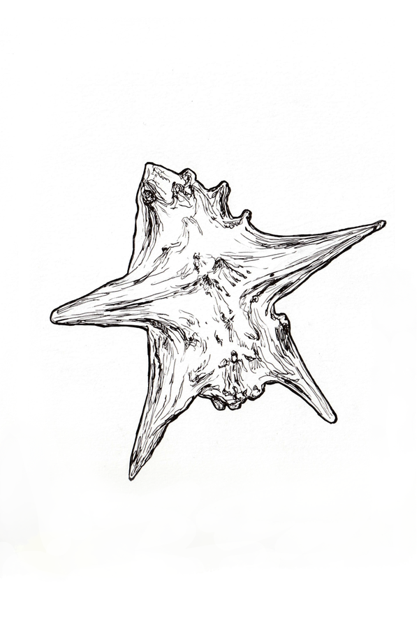 Tribulus Terrestris. 2023