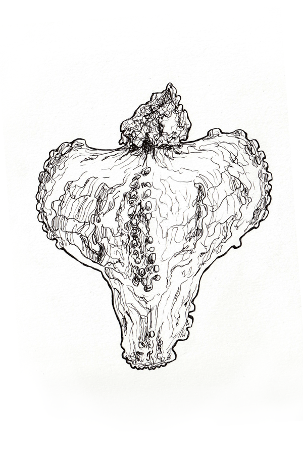 Bulbostylis Hispidula. 2023