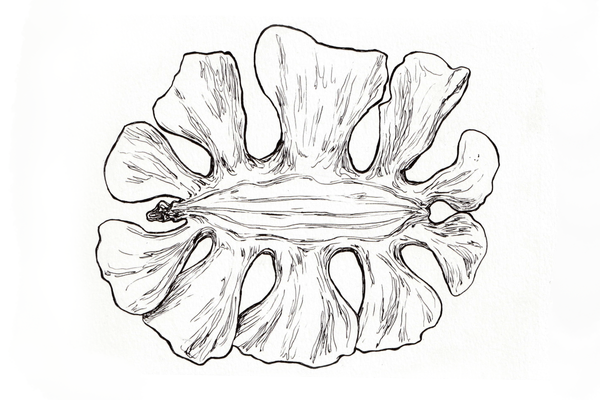 Artedia Squamata. 2023
