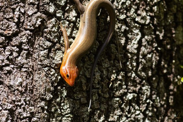 Broadhead Skink