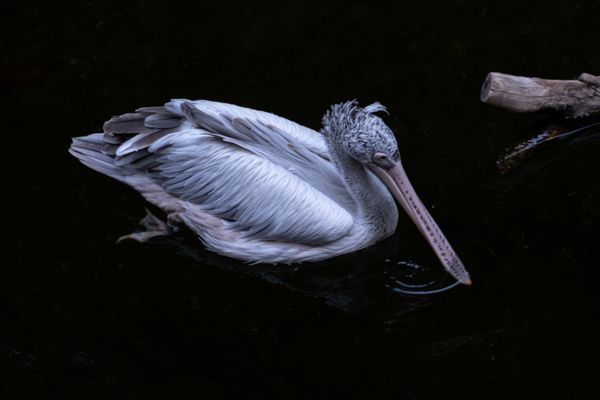Pelican in late night in Zoo Fuengirola