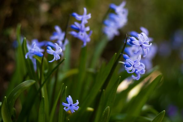 Hyacinth