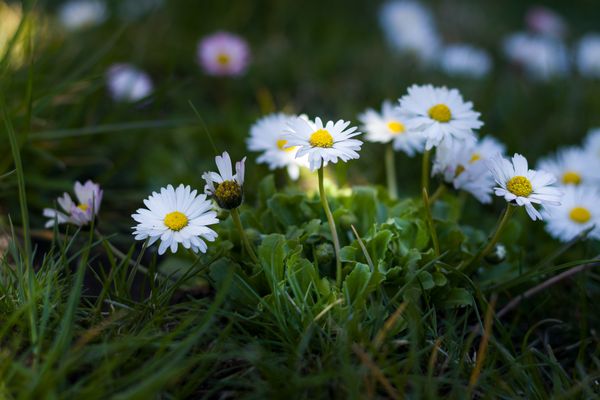 Daisies
