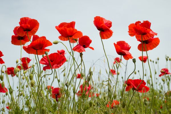 Poppies