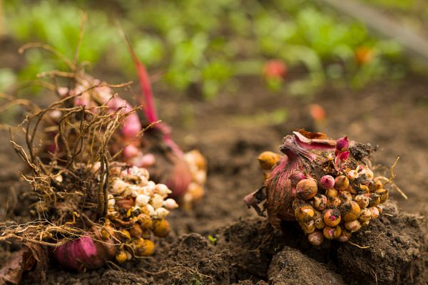 Flower bulbs