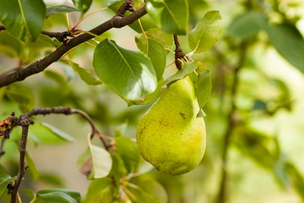Pear