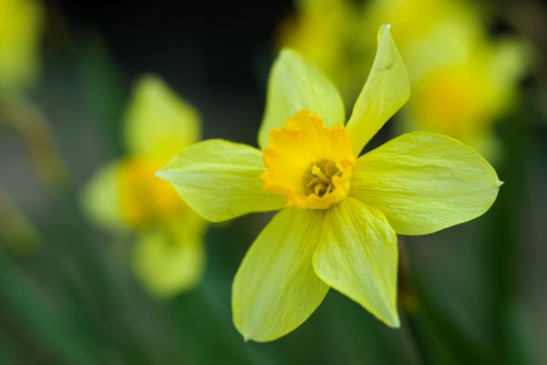 Daffodil