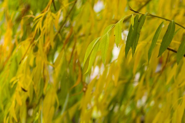 Willow tree