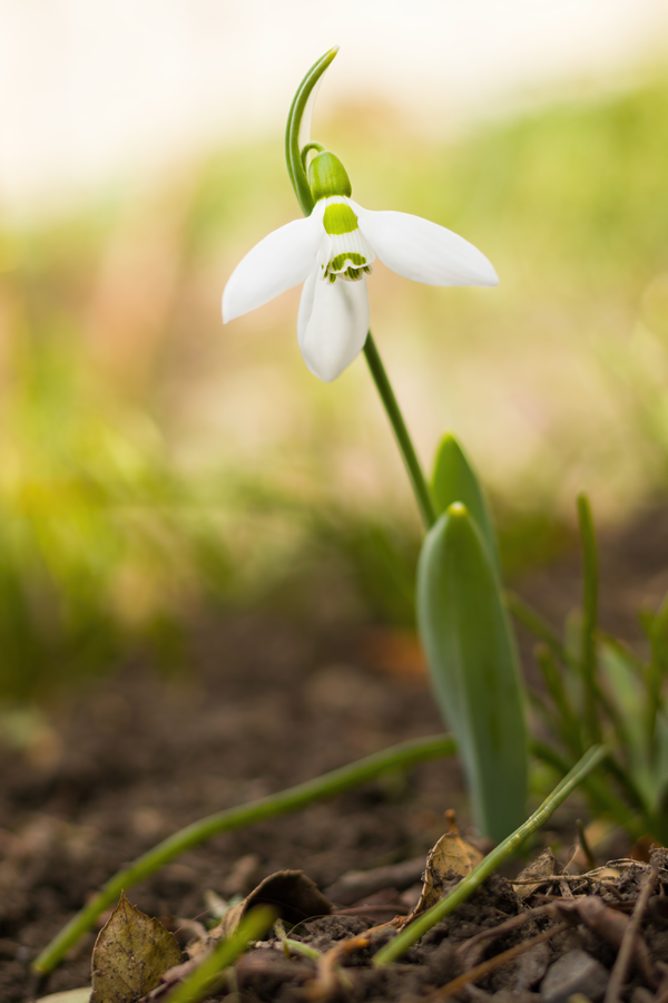 Snowdrop
