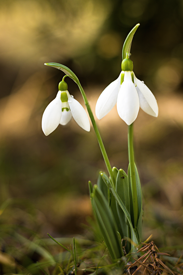 Snowdrops