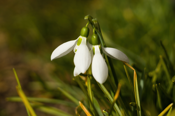 Snowdrops