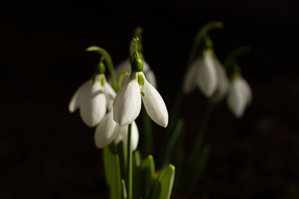 Snowdrops