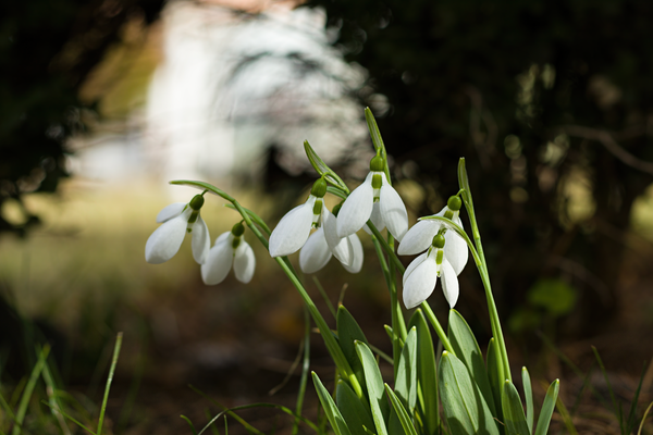 Snowdrops