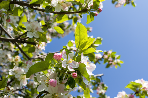 Flowering