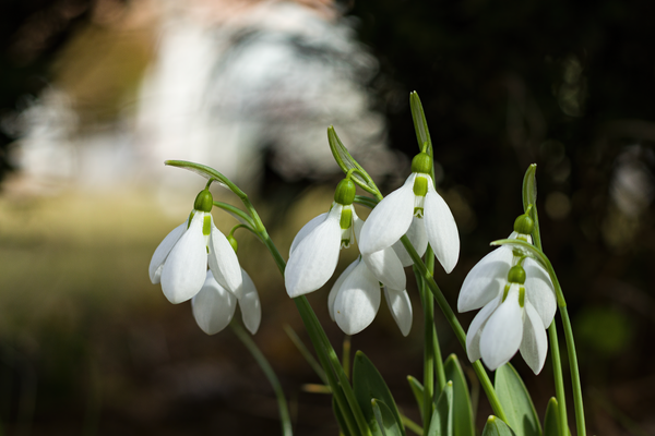 Snowdrops