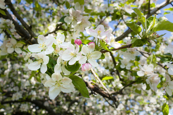 Blossoms tree