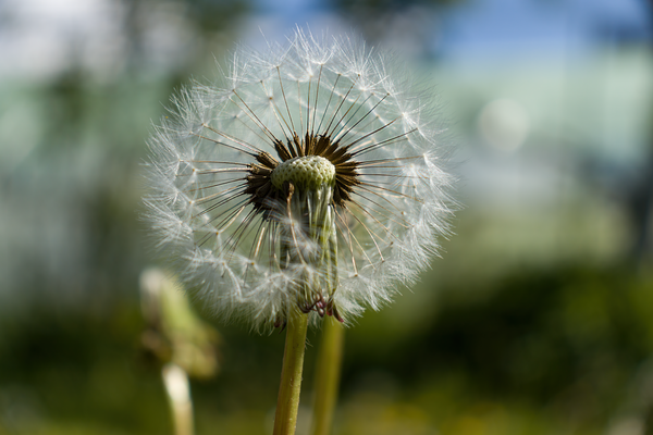 Dandelion
