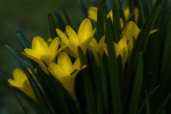Yellow crocuses