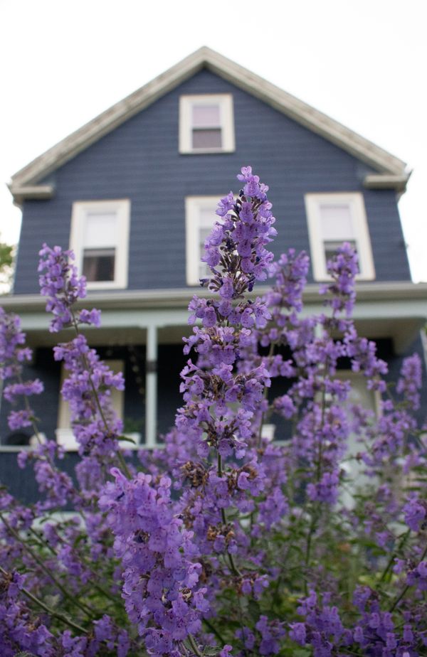 Loving Lavander